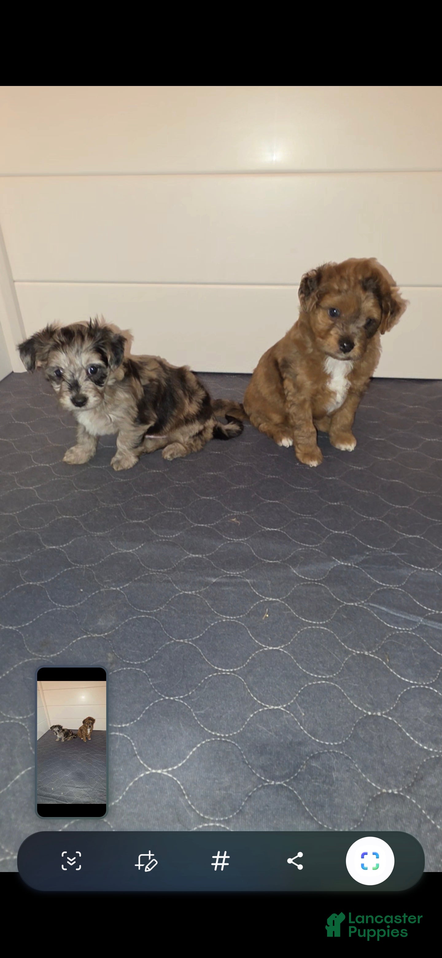 Aussiedoodle dogs for sale: Aussiedoodle 1 - Ad 1