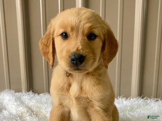 Golden Retriever dogs - Ad 10