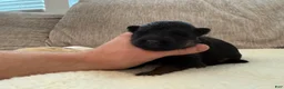 German Shepherd dogs for sale: Red Girl - Ad 4
