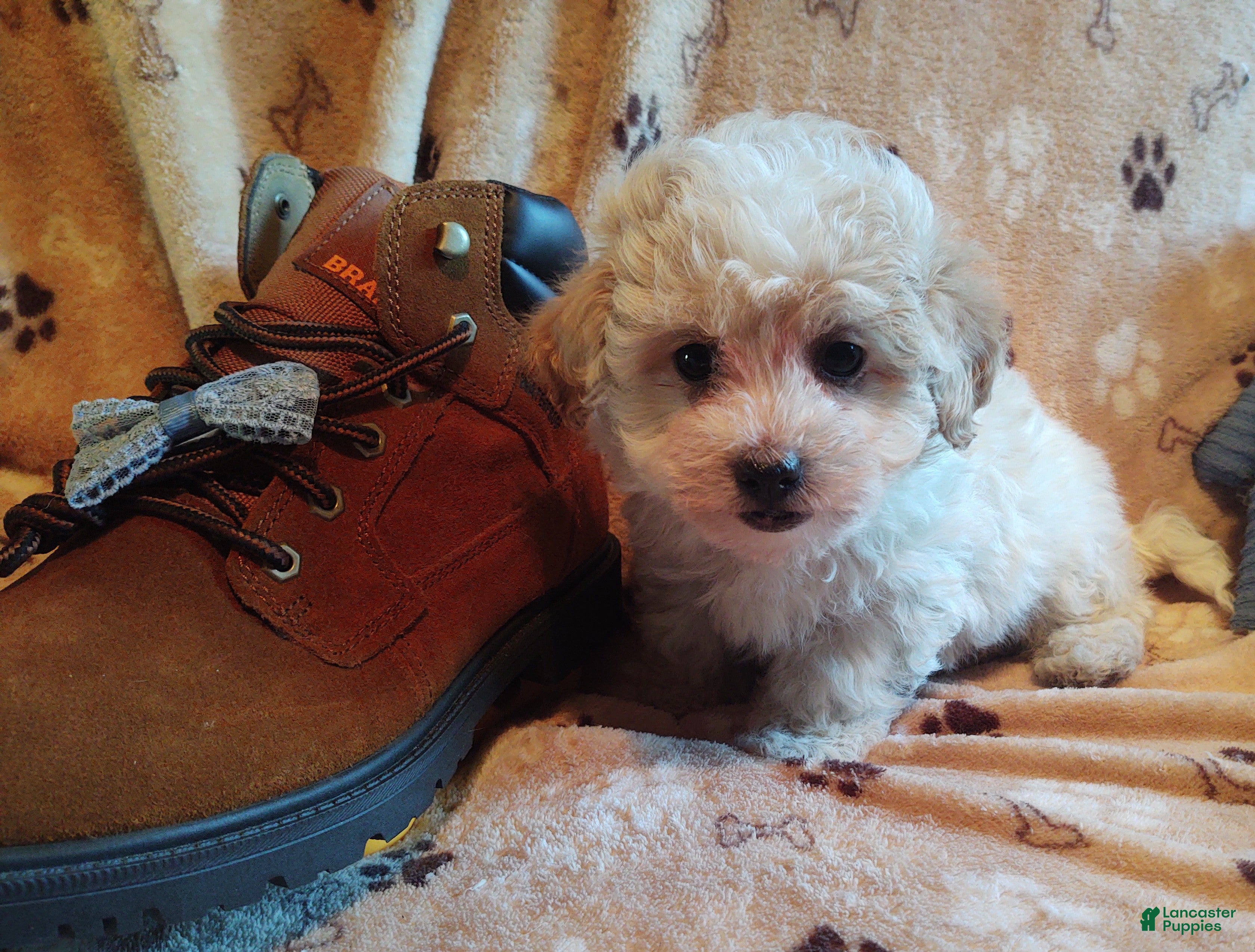 Maltipoo dogs Hiram - Ad 1