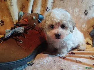 Maltipoo dogs for sale: Hiram - Ad 1