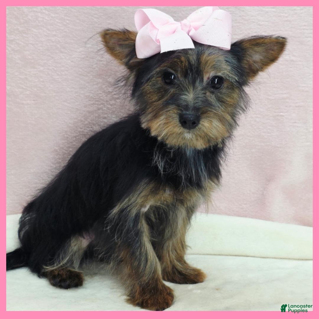 Morkie dogs Hanna - Ad 1