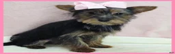 Morkie dogs for sale: Hanna - Ad 1