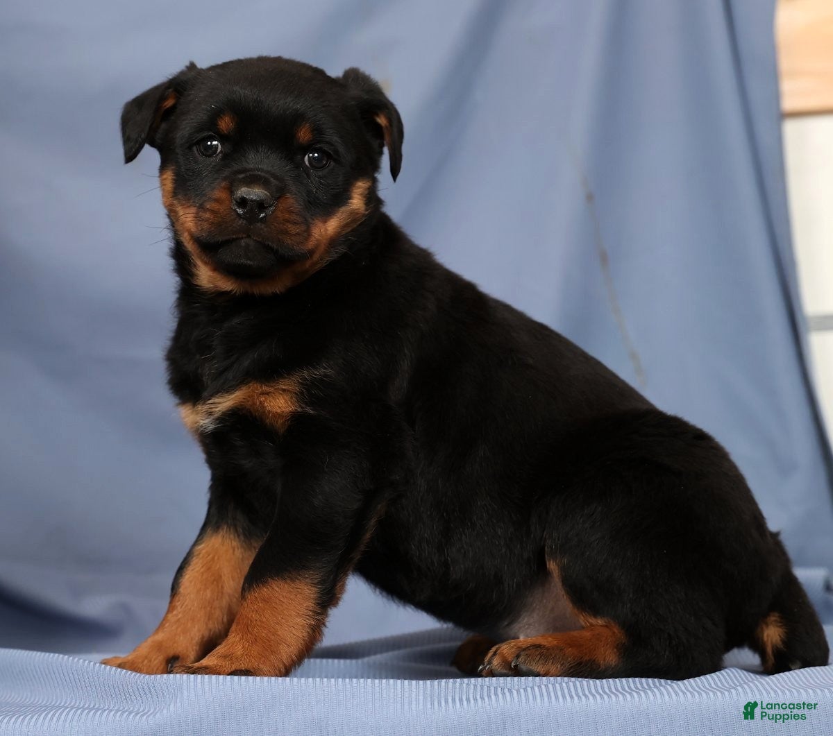Rottweiler dogs Lilly - Ad 1