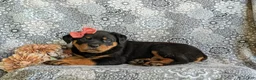 Rottweiler dogs for sale: Darbie - Ad 7