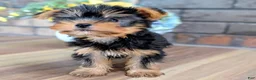 Yorkshire Terrier dogs for sale: Rolex - Ad 2