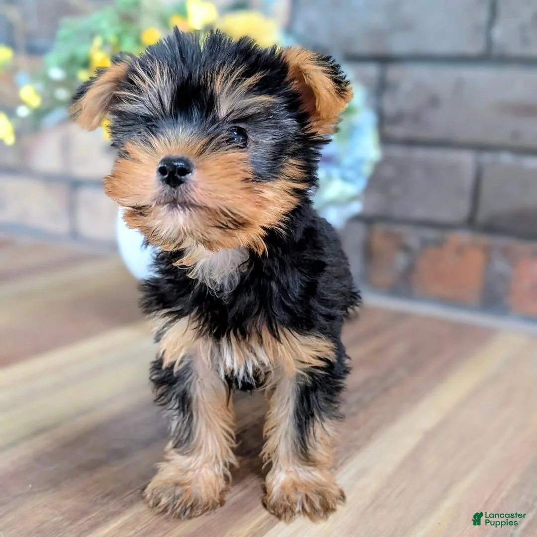 Yorkshire Terrier dogs for sale: Rolex - Ad 2