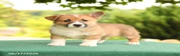 Welsh Corgi Pembroke dogs for sale: Jodi - Ad 3