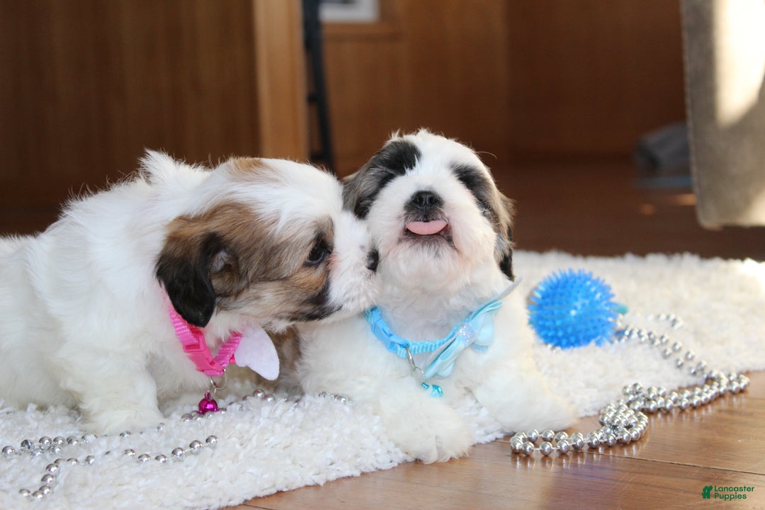 Teddy Bear dogs for sale: Logan - Ad 15