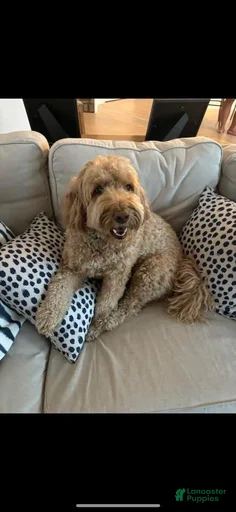 Gallery Image {{count}}