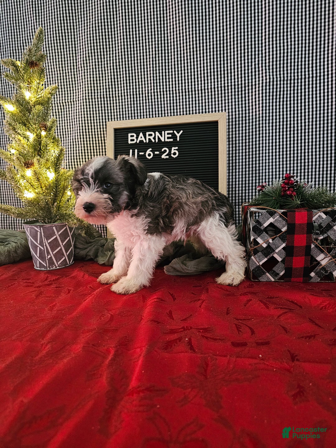 Miniature Schnauzer dogs for sale: Barney - Ad 10