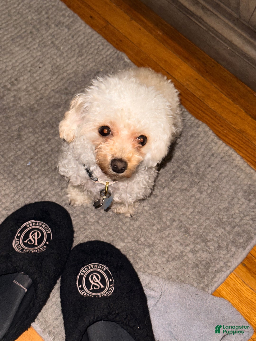 Havapoo dogs for sale: Havapoo Puppy 1 - Ad 5