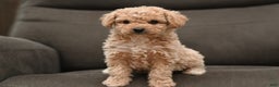 Bichpoo dogs for sale: Sasha - Ad 2
