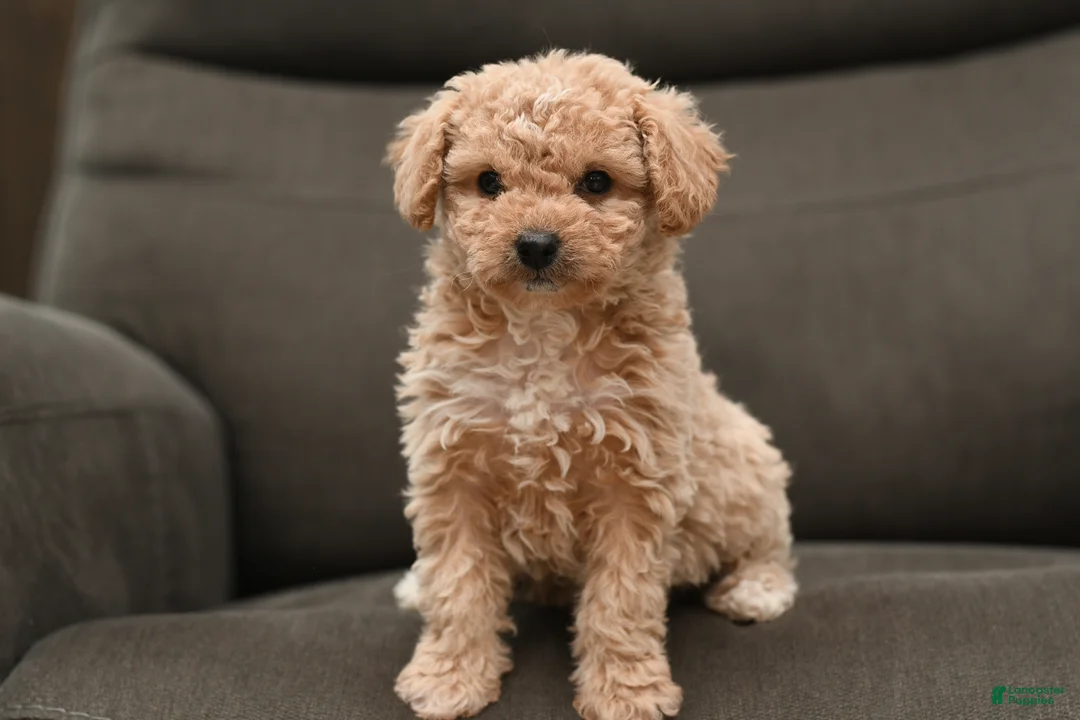 Bichpoo dogs for sale: Sasha - Ad 2