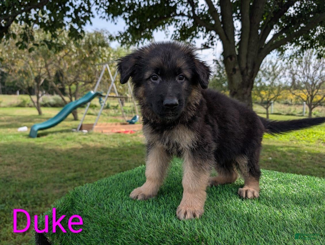 German Shepherd dogs Duke - Ad 1