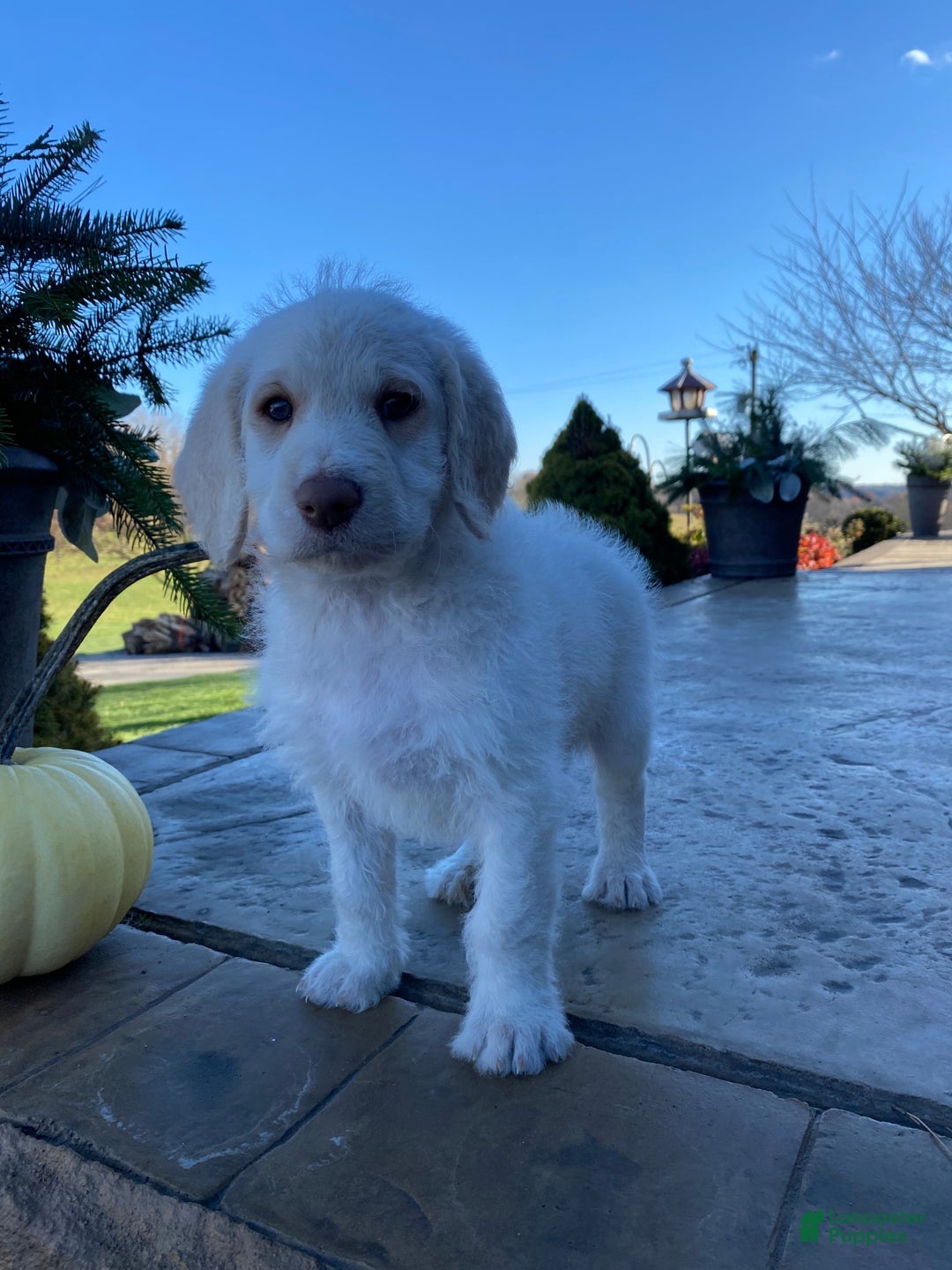 Labradoodle dogs for sale: Snowflake - Ad 8