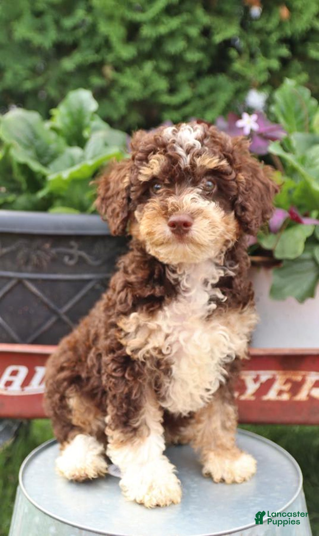 Gallery Image {{count}}