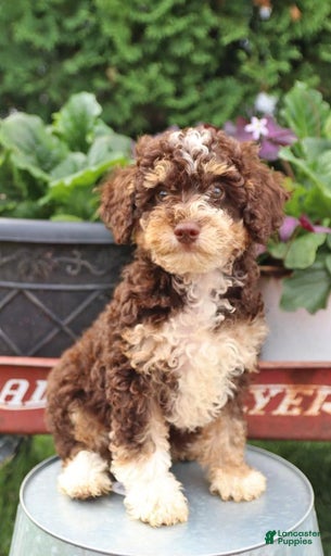 Gallery Image {{count}}