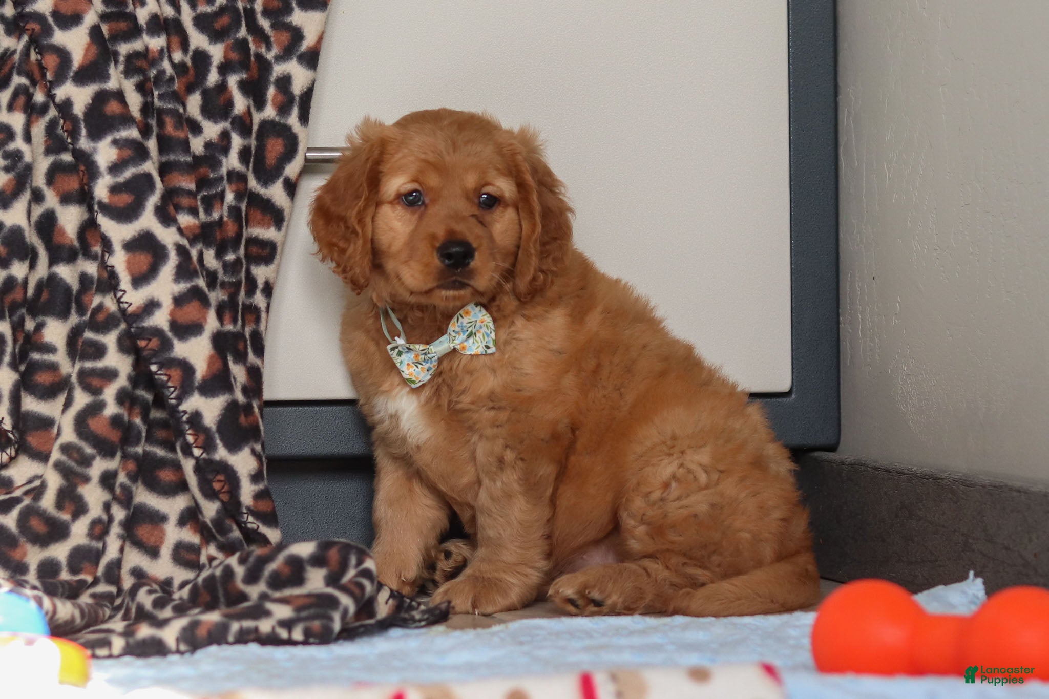 Miniature Golden Retriever dogs Otis - Ad 2