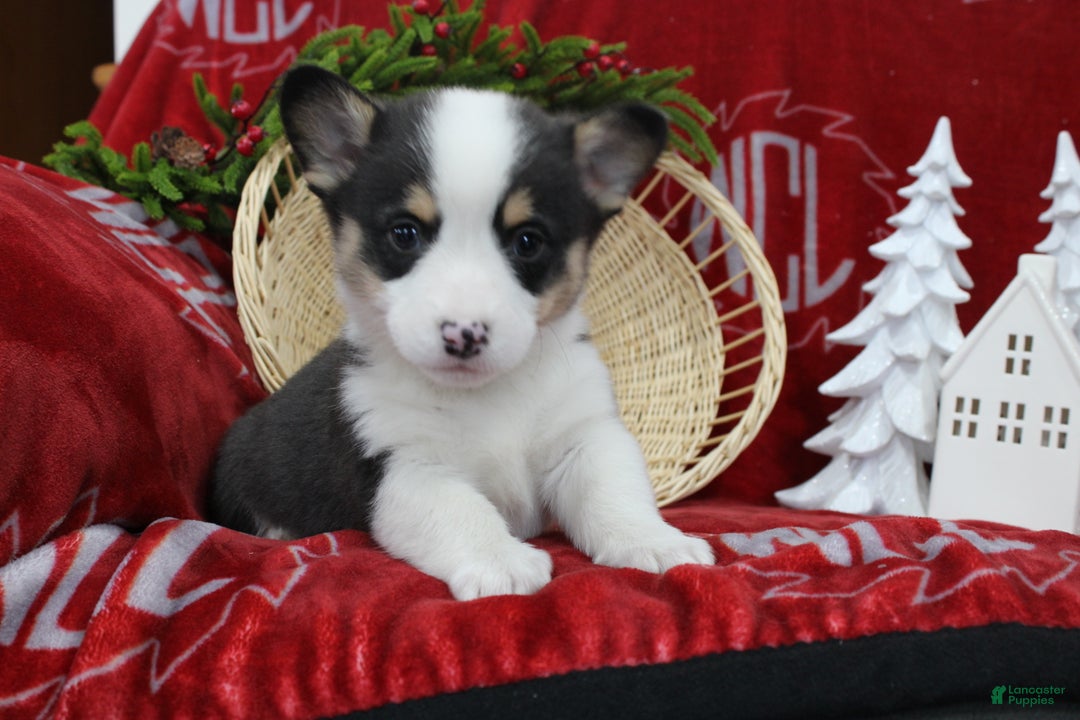 Welsh Corgi Pembroke dogs for sale: Brantley  - Ad 3