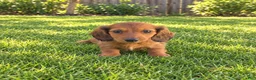 Miniature Dachshund dogs for sale: Betsy - Ad 3