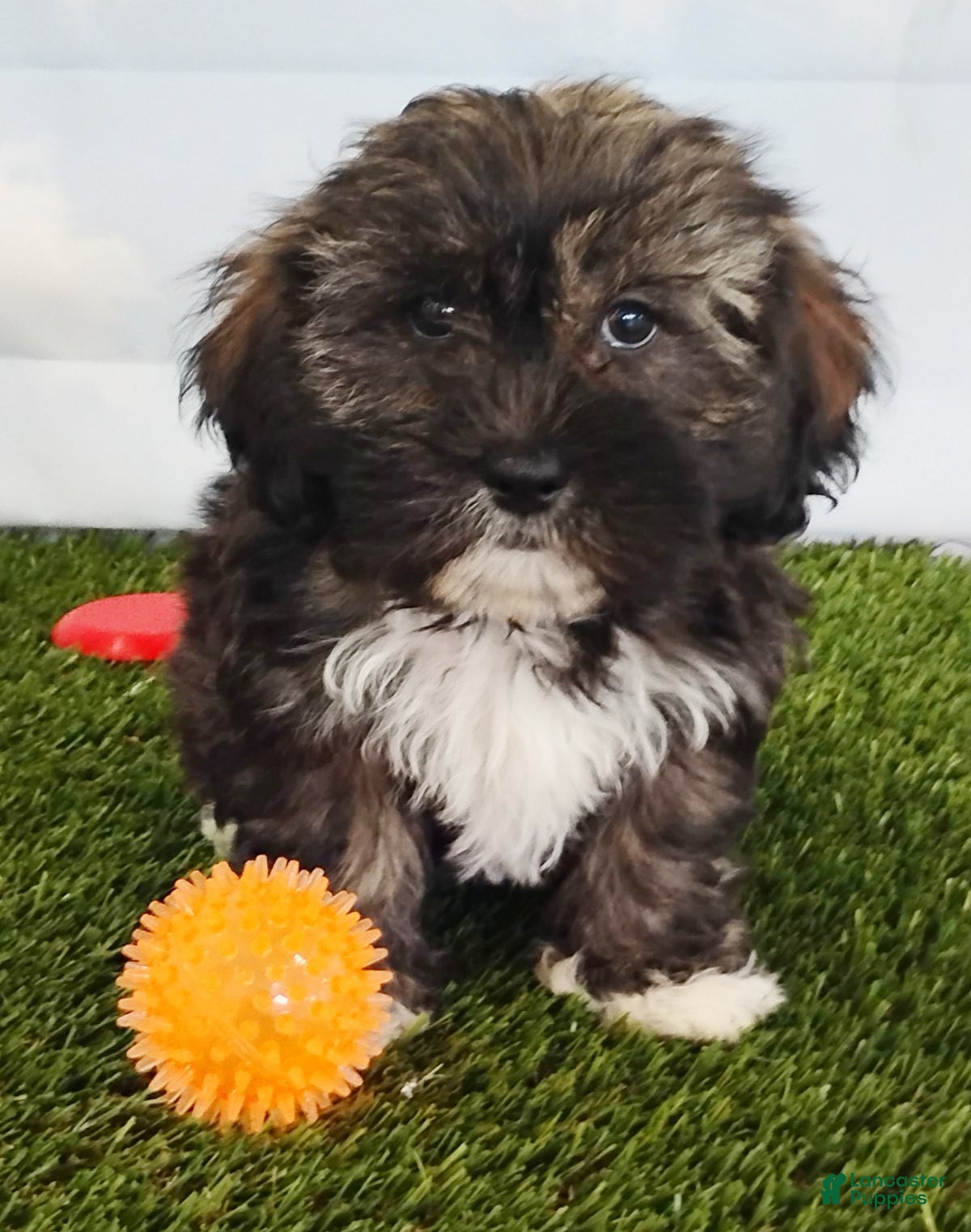 Mixed Breed dogs Elise - Ad 1