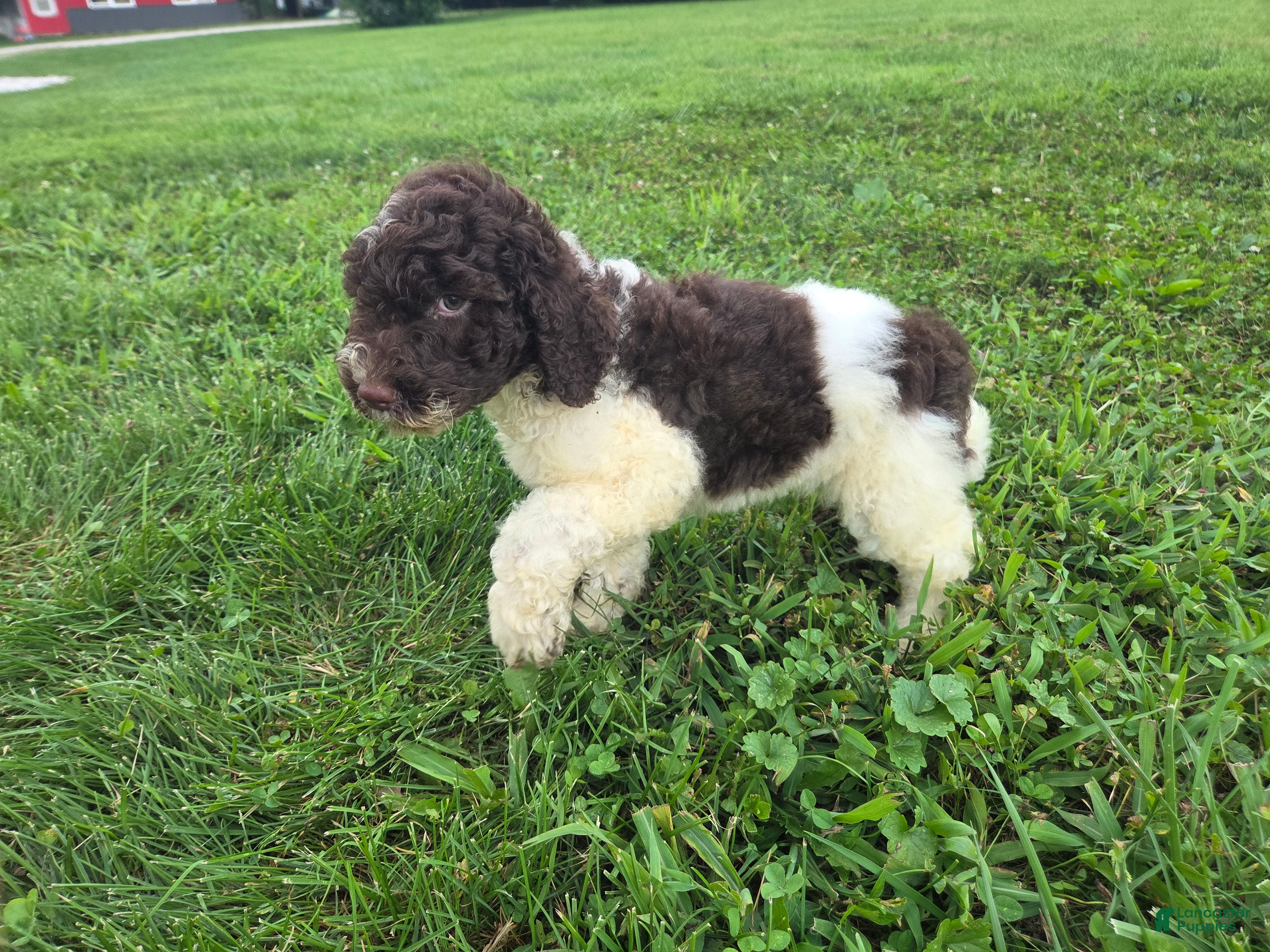 Goldendoodle dogs Felicity - Ad 1