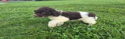 Goldendoodle dogs for sale: Felicity - Ad 1