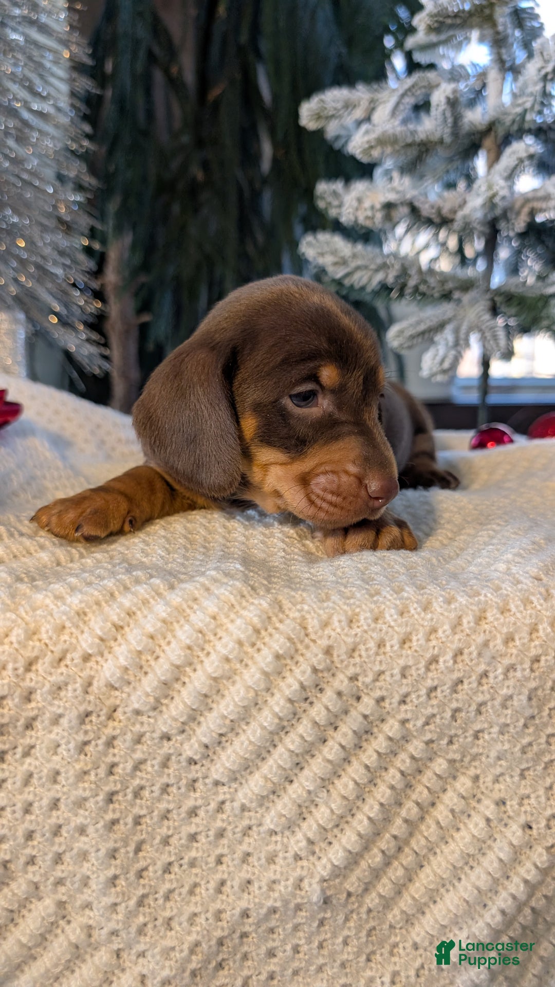 Miniature Dachshund dogs for sale: Finn - Ad 8