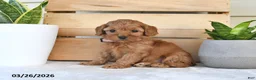 Cavapoo dogs for sale: Caroline - Ad 4