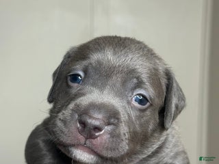 American Bully dogs - Ad 7