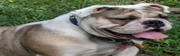 English Bulldog dogs for sale: Destiny  - Ad 2
