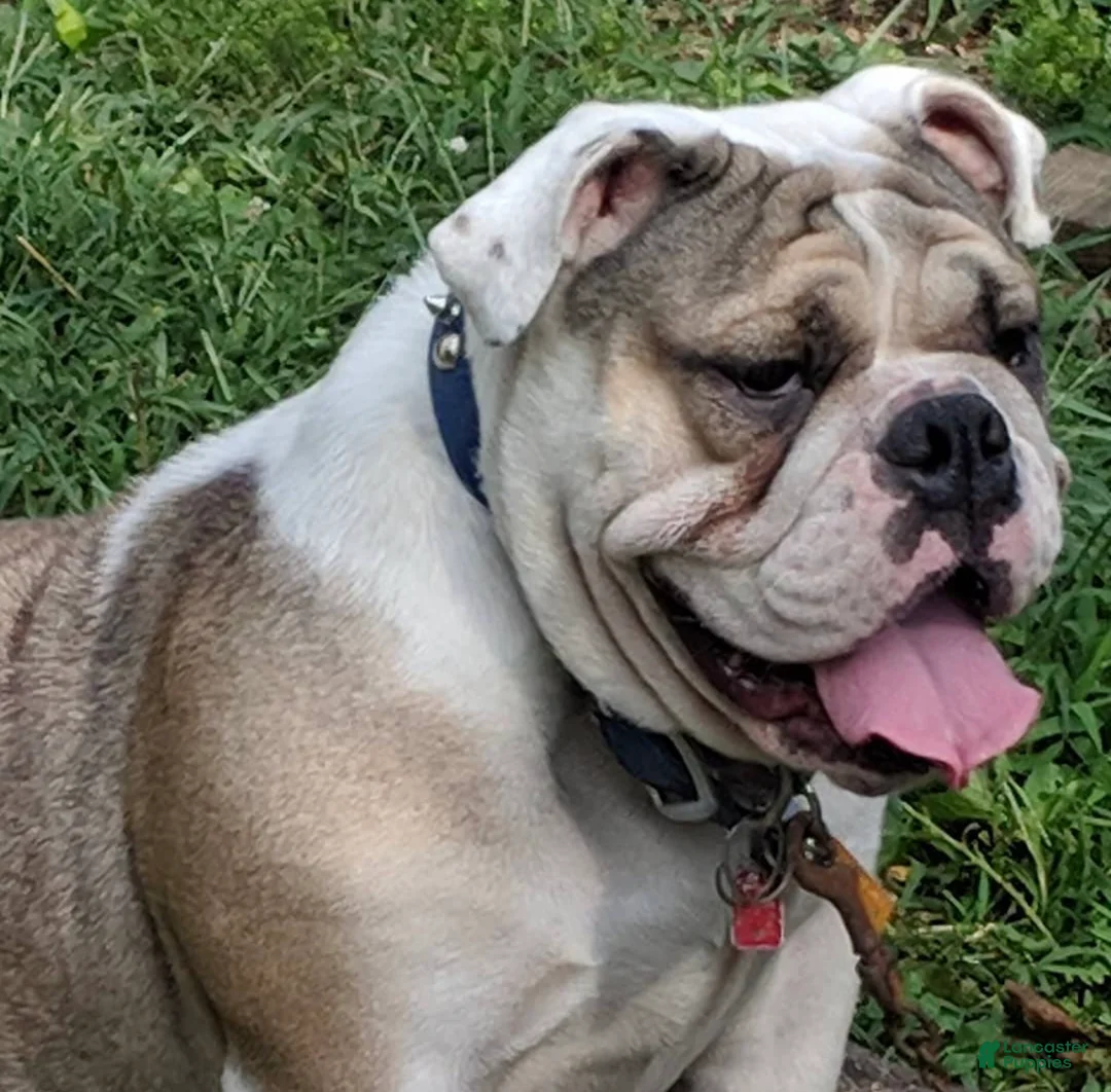 English Bulldog dogs for sale: Destiny  - Ad 2