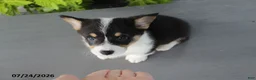 Welsh Corgi Pembroke dogs for sale: Lily - Ad 7