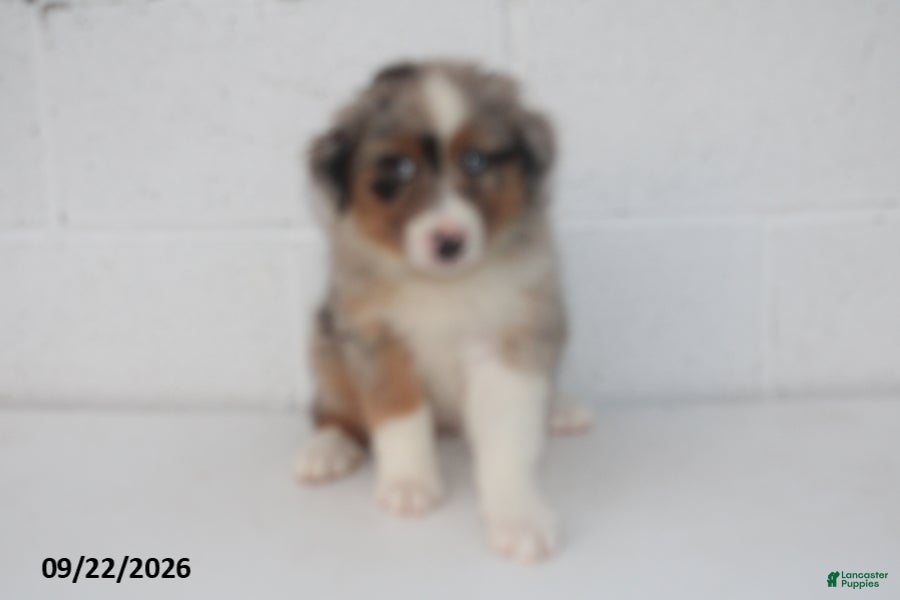 Australian Shepherd dogs Barbie - Ad 1