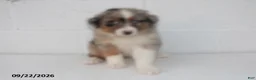 Australian Shepherd dogs for sale: Barbie - Ad 1