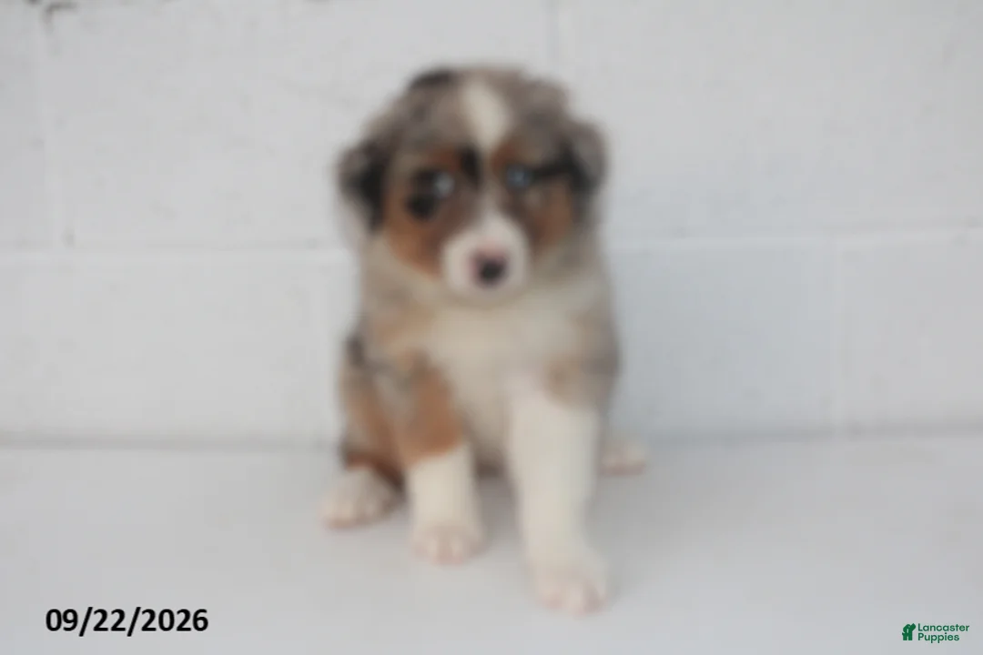 Australian Shepherd dogs for sale: Barbie - Ad 1