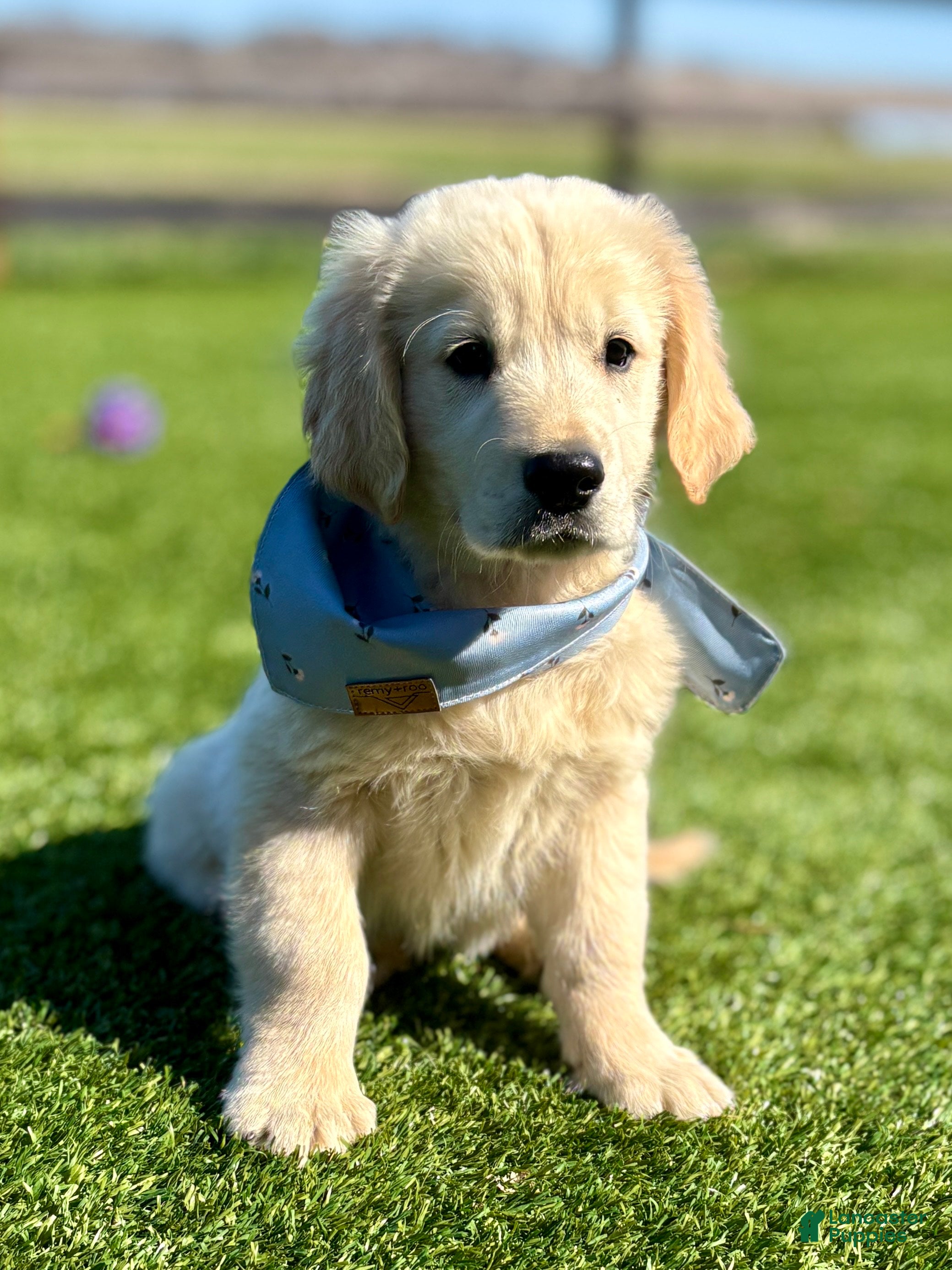 Golden Retriever dogs Kase Golden Retriever Puppy  - Ad 2