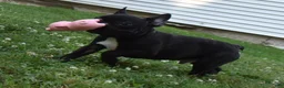 French Bulldog dogs for sale: Brady - Ad 5
