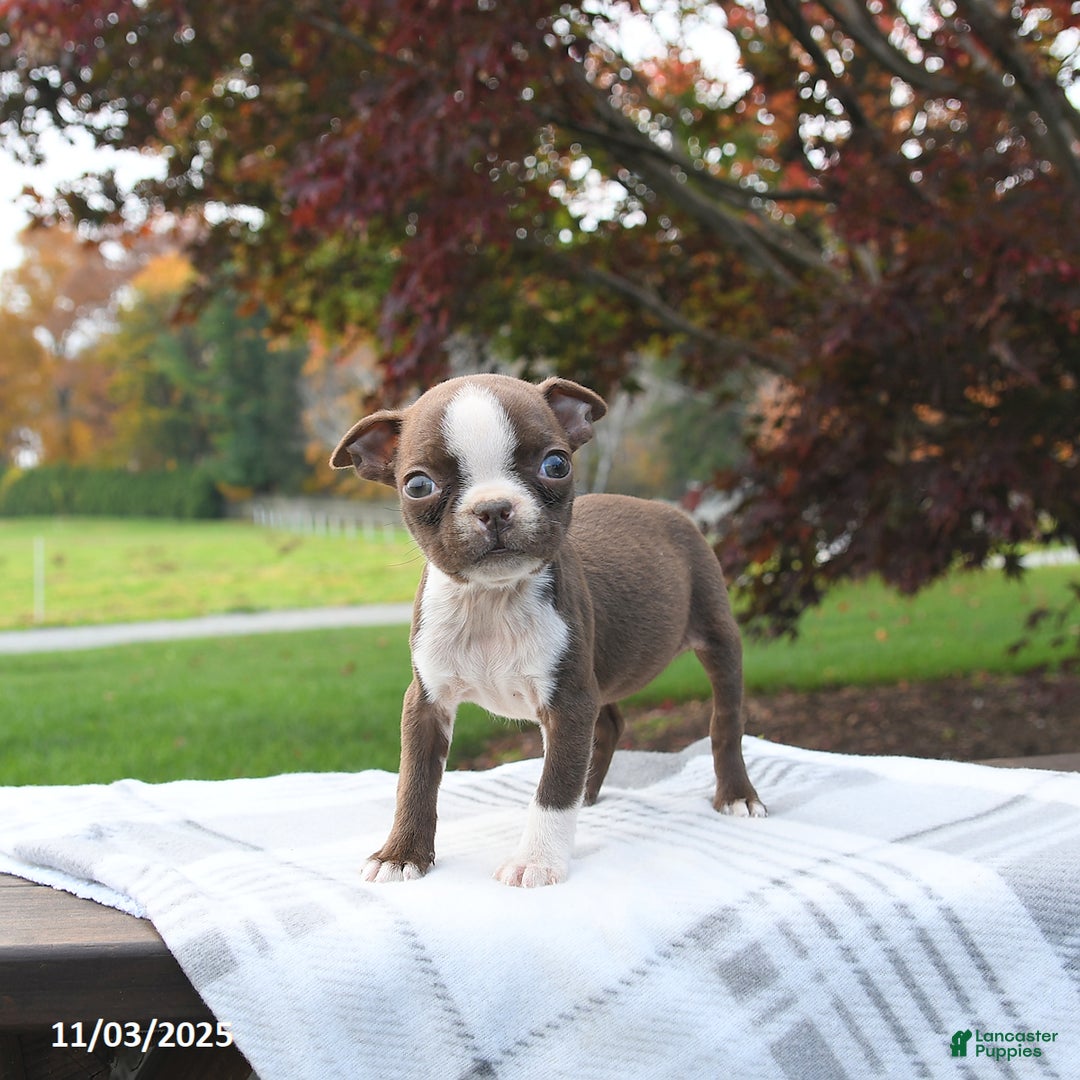 Boston Terrier dogs for sale: Paris - Ad 1