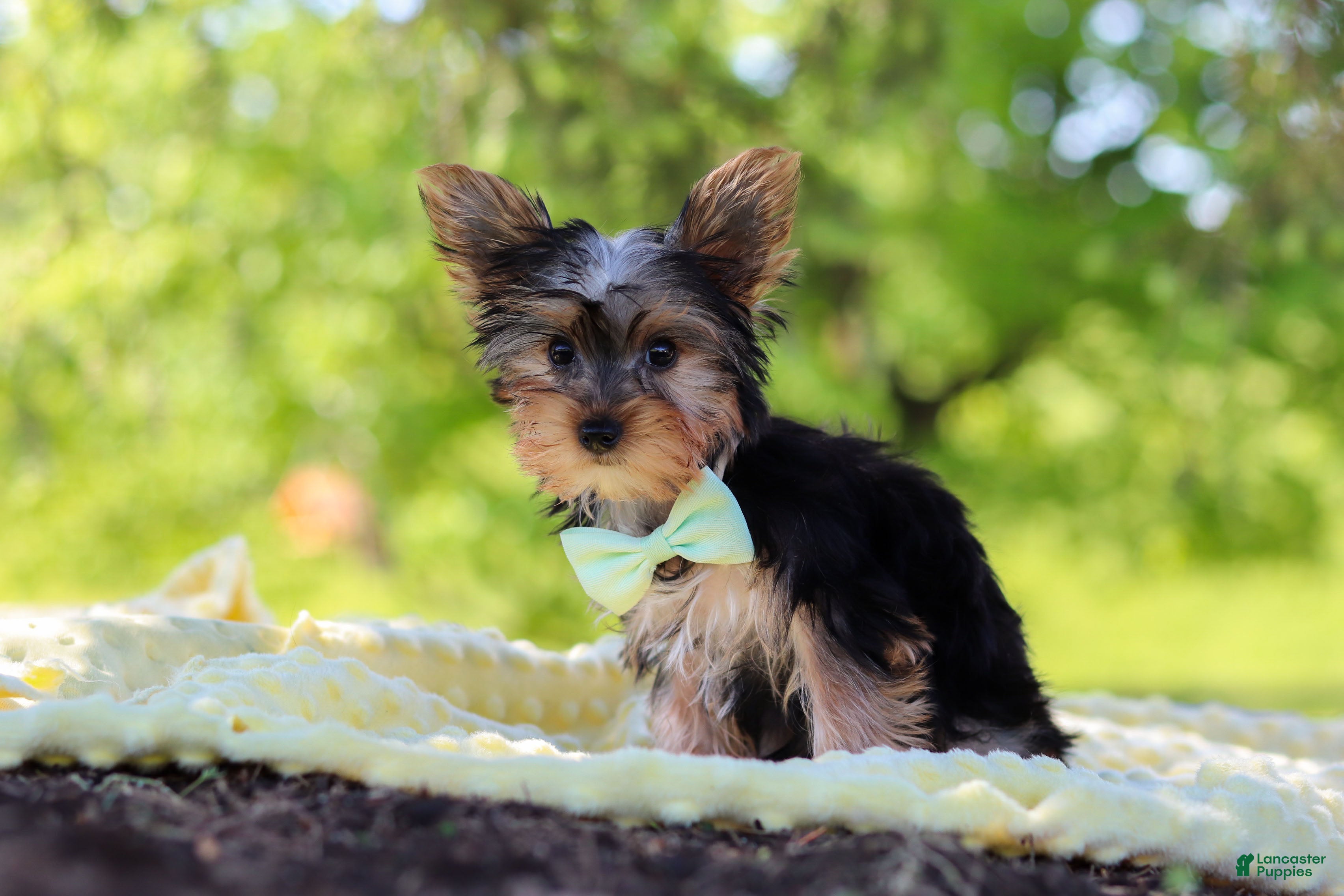 Yorkshire Terrier dogs Ollie - Ad 2