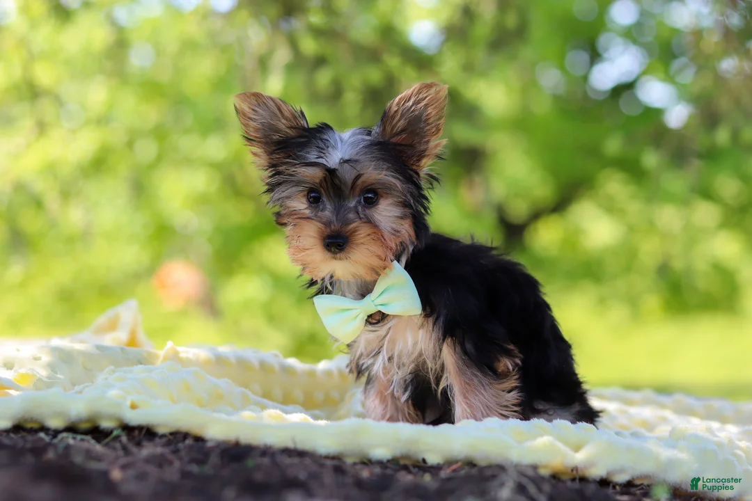Yorkshire Terrier dogs for sale: Ollie - Ad 2