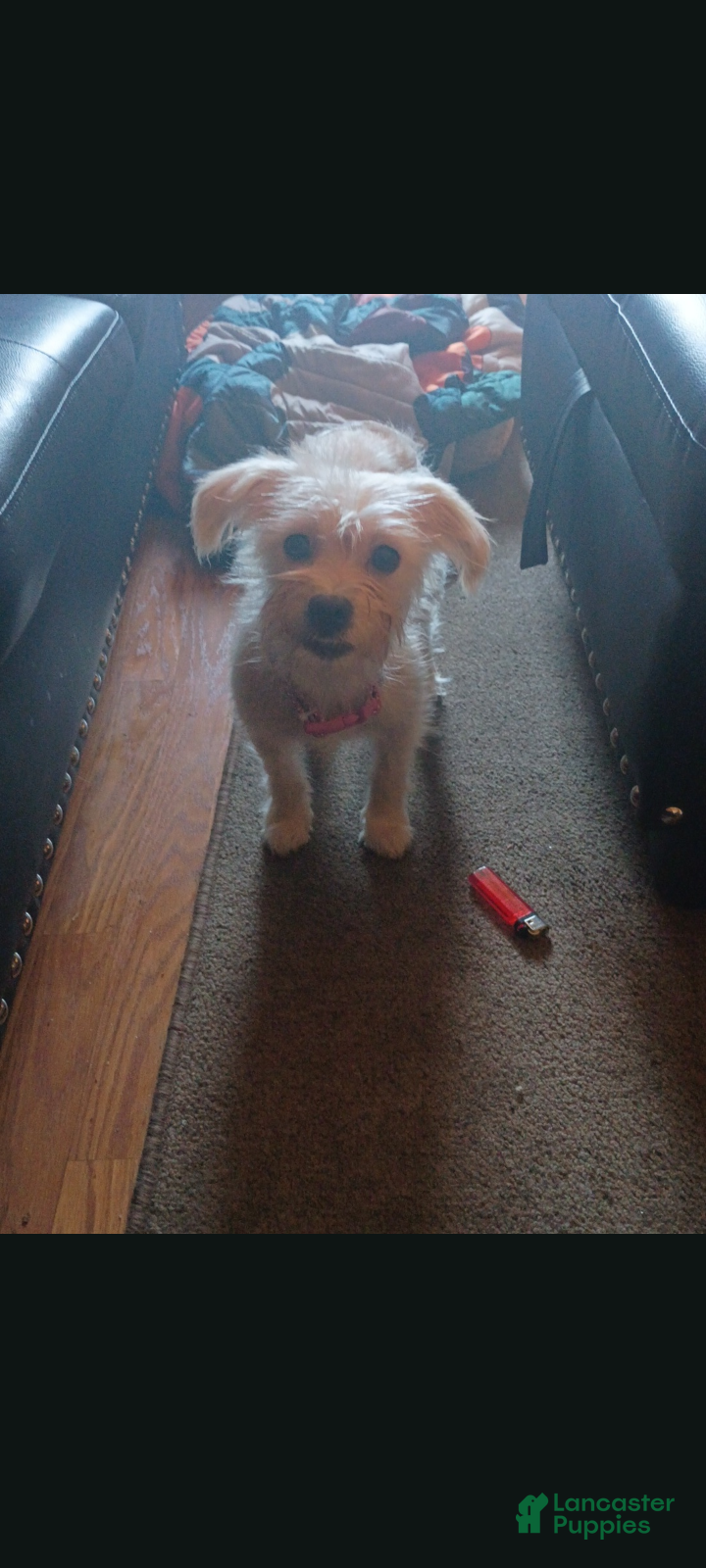 Shorkie dogs Phebee - Ad 1