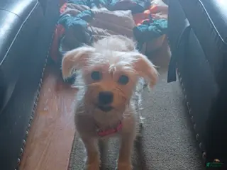 Shorkie dogs Phebee - Ad 3