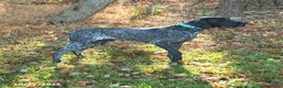 German Shorthaired Pointer dogs for sale: Midnight - Ad 7