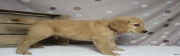Golden Retriever dogs for sale: Brioche  - Ad 5
