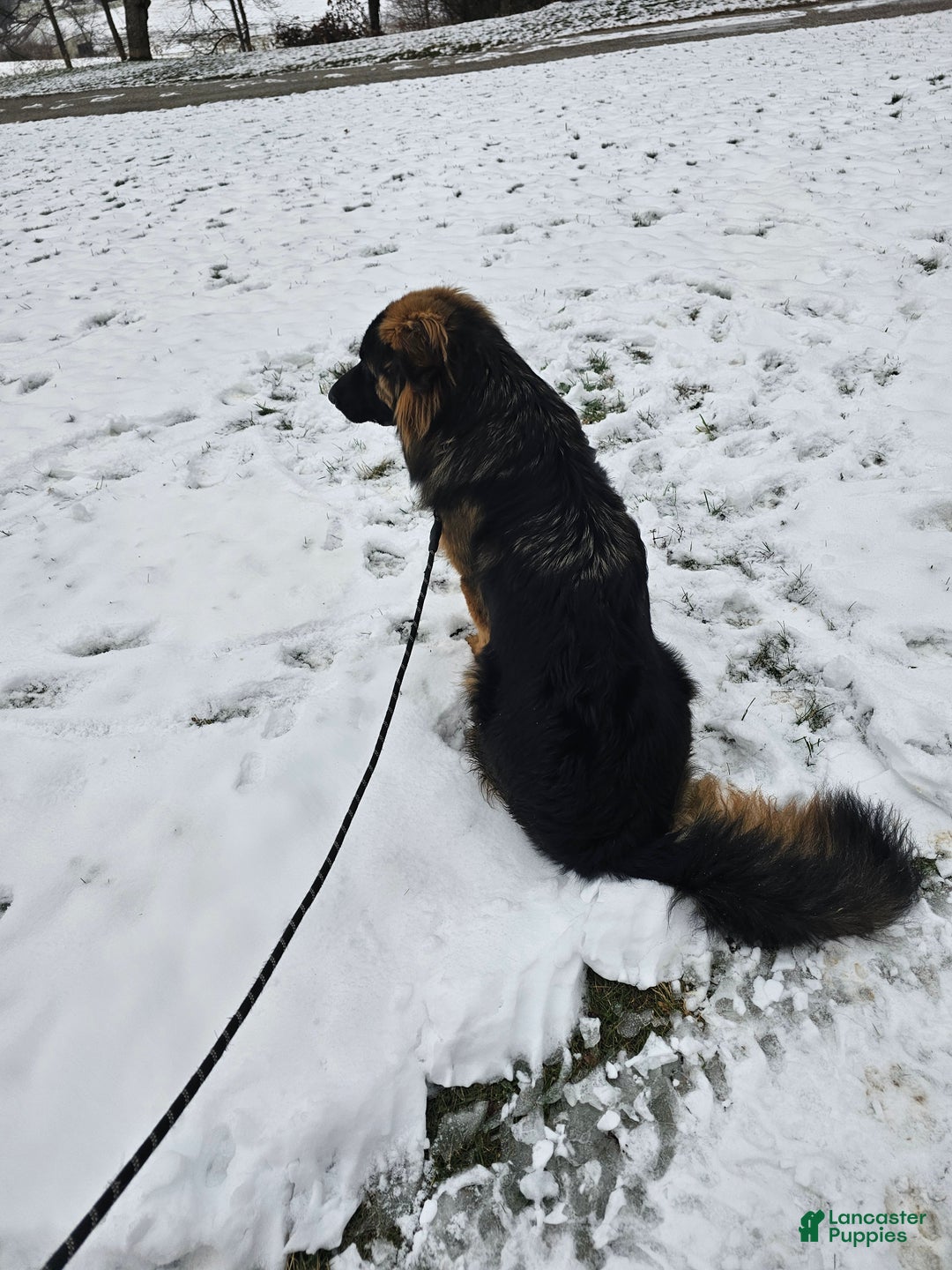 German Shepherd dogs for sale: Cannon - Ad 2