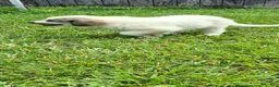 Great Pyrenees dogs for sale: Great Pyrenees 1 - Ad 9