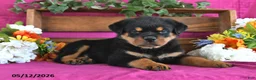 Rottweiler dogs for sale: Marshall - Ad 2