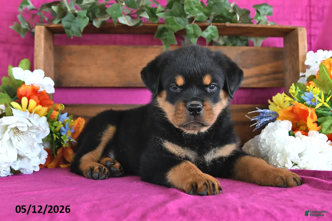 Rottweiler dogs for sale: Marshall - Ad 2